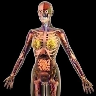 female anatomy 3d model