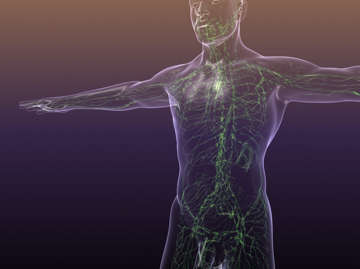 lymphatic system in human body 3d model 3ds max fbx c4d dae ma mb 3dm  obj 170715
