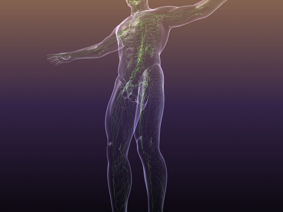 lymphatic system in human body 3d model 3ds max fbx c4d dae ma mb 3dm  obj 170716
