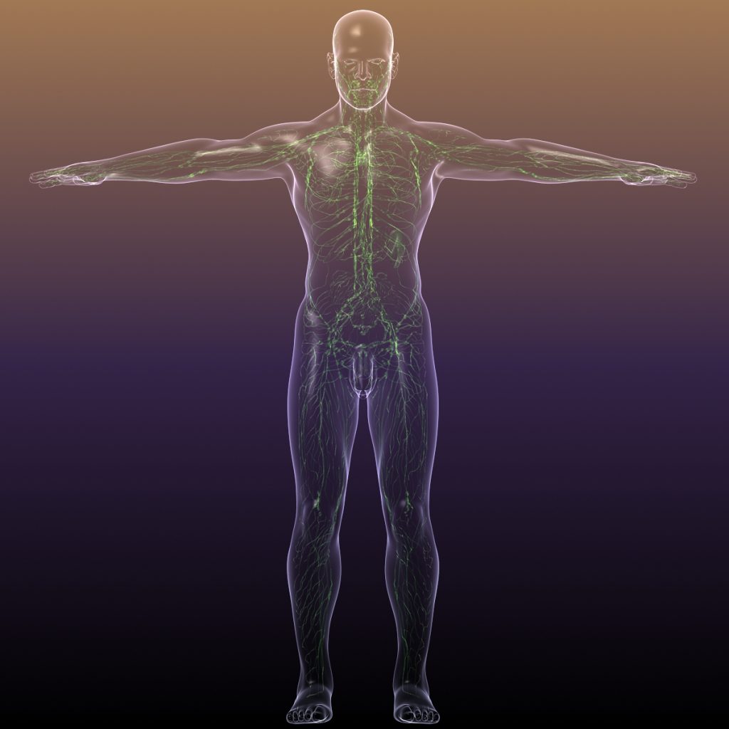 Lymphatic System in Human Body 3D Model - FlatPyramid