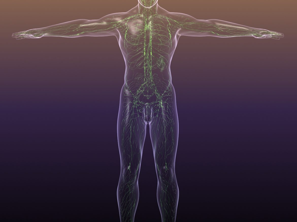 lymphatic system in human body 3d model 3ds max fbx c4d dae ma mb 3dm  obj 170718