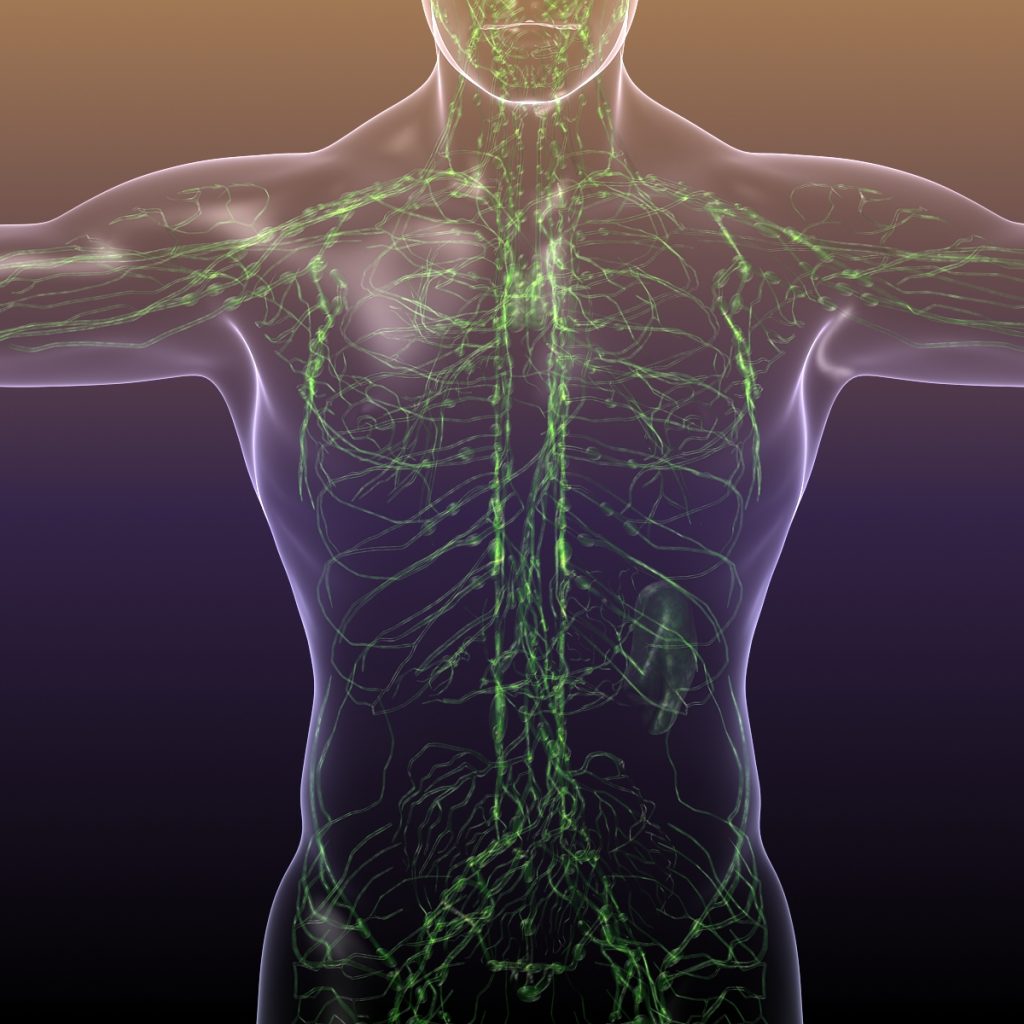 Lymphatic System in Human Body 3D Model - FlatPyramid