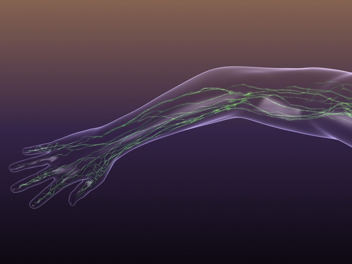 lymphatic system in human body 3d model 3ds max fbx c4d dae ma mb 3dm  obj 170720