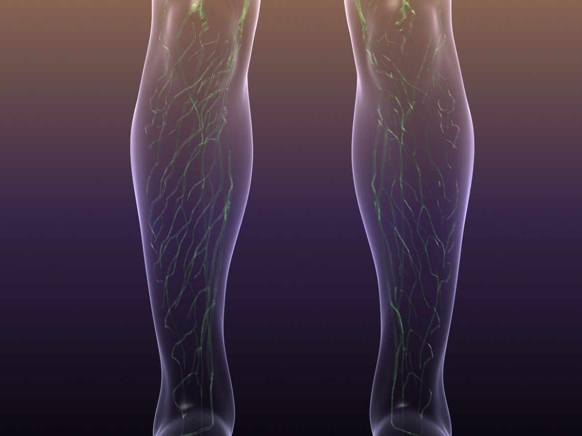 lymphatic system in human body 3d model 3ds max fbx c4d dae ma mb 3dm  obj 170721