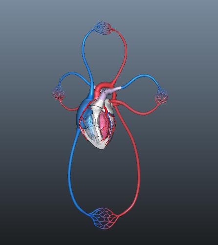 3D Human Blood Circulation Of Heart 3D Model - FlatPyramid
