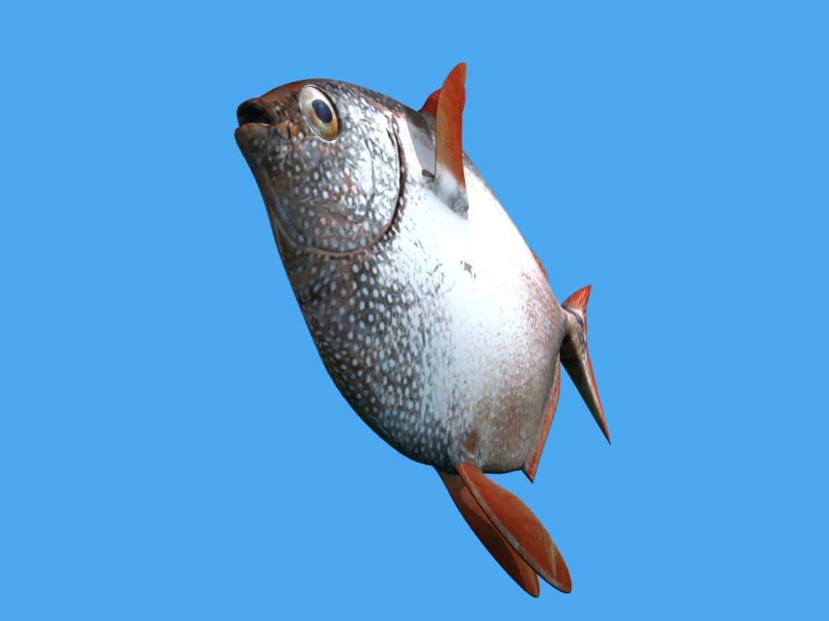opah fish 3d model max fbx obj 211557