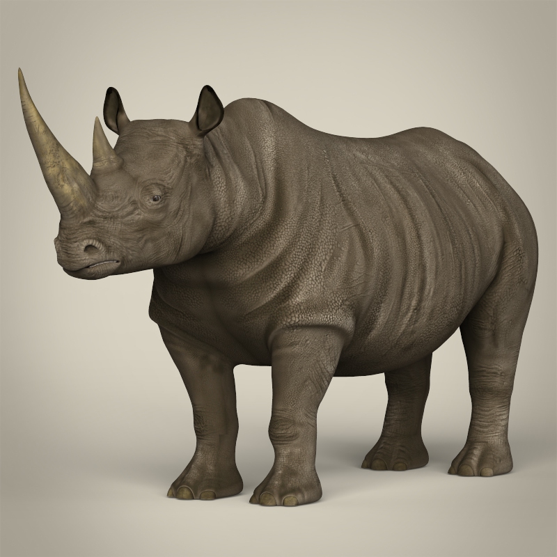 rhinoceros modelling