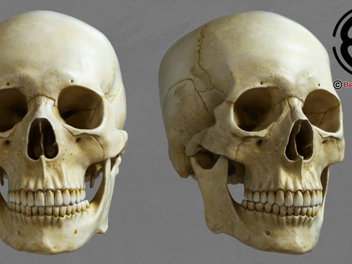 human skull 3d model 213753