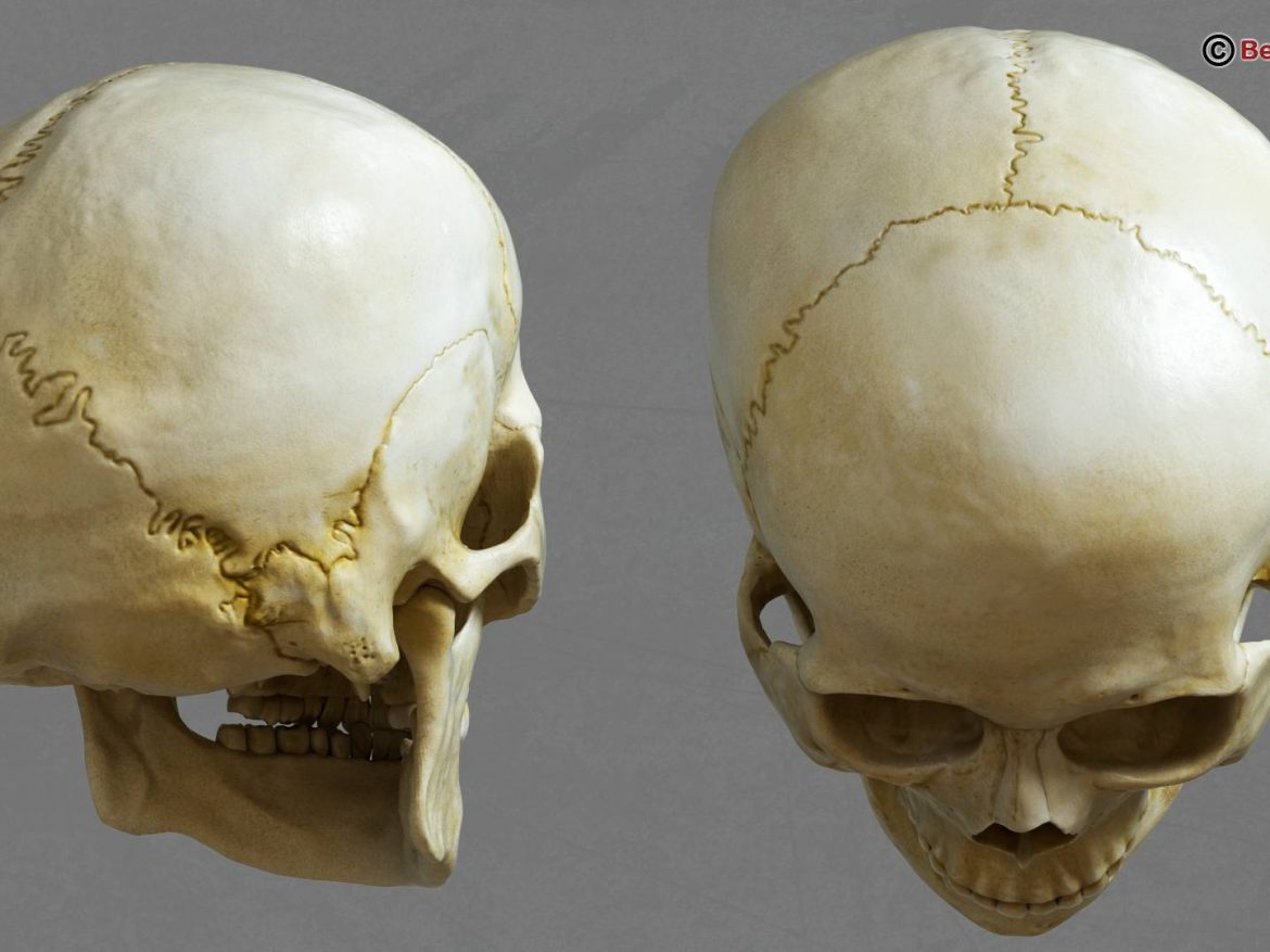 human skull 3d model 213754