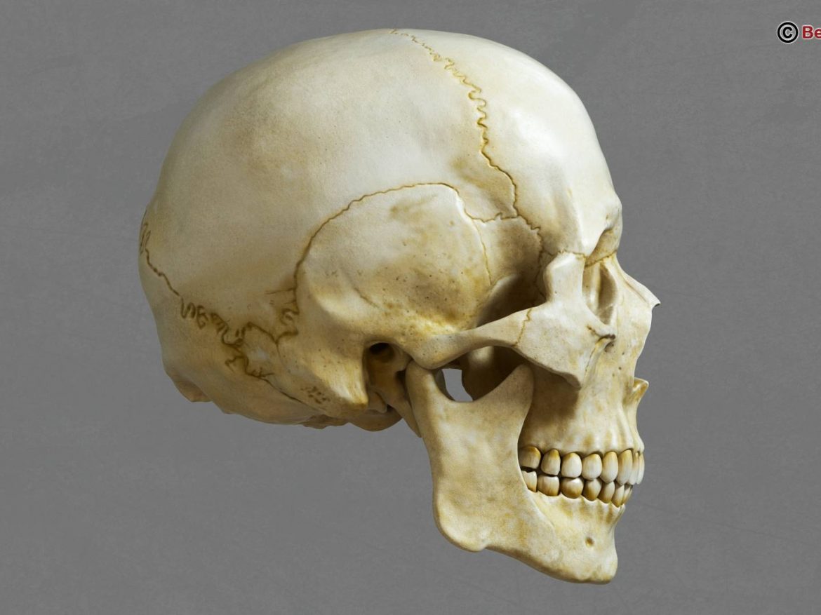 human skull 3d model 213755