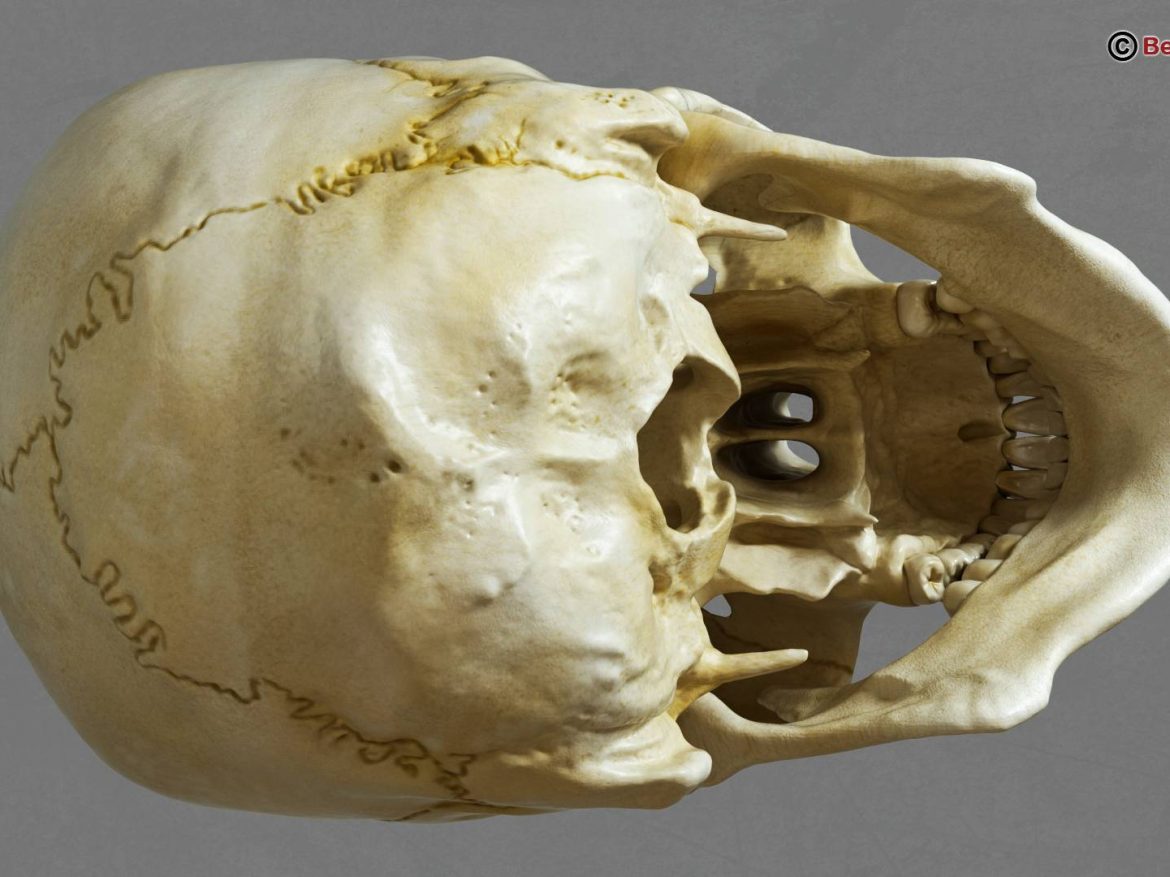 human skull 3d model 213756
