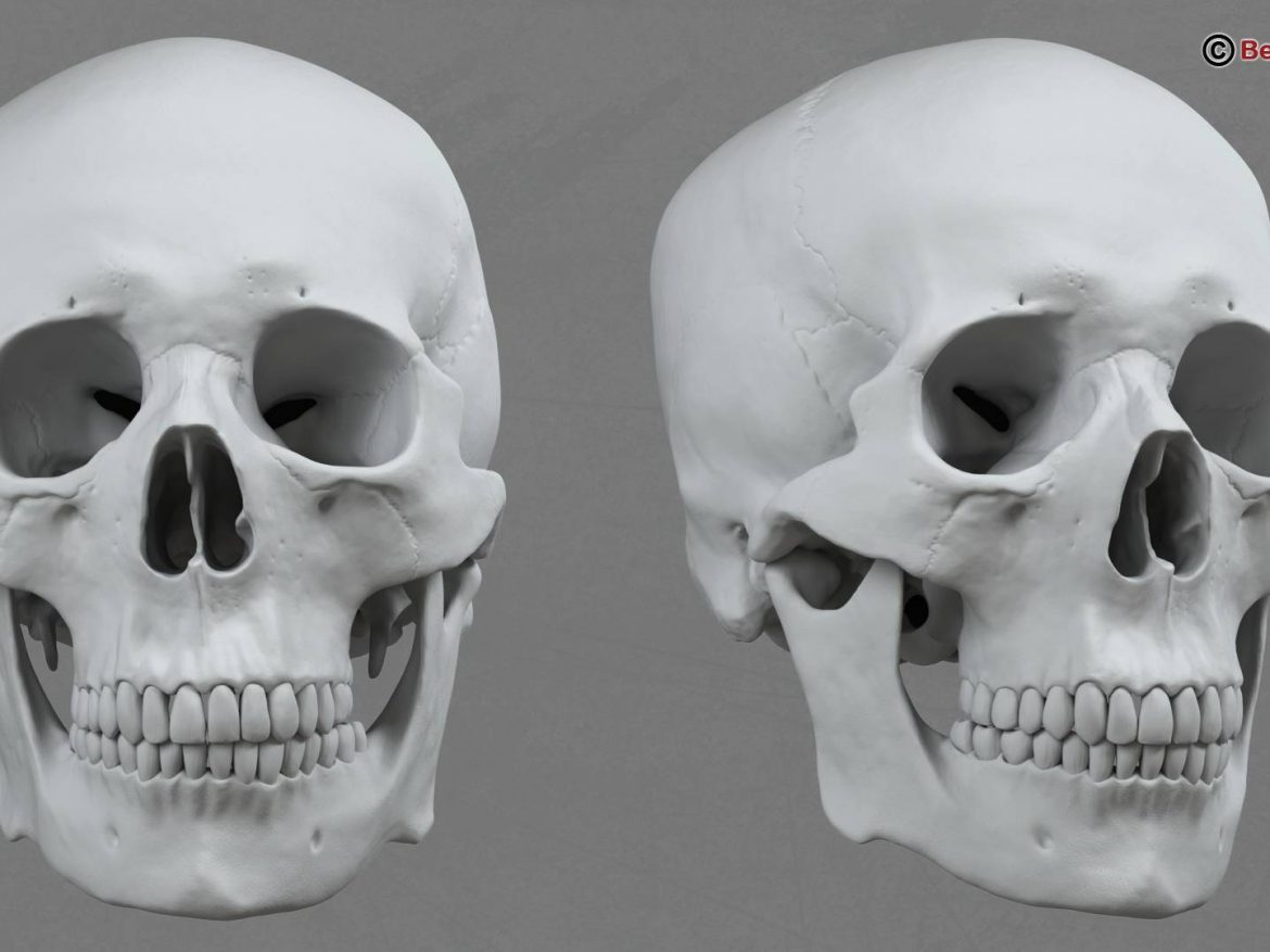 human skull 3d model 213757