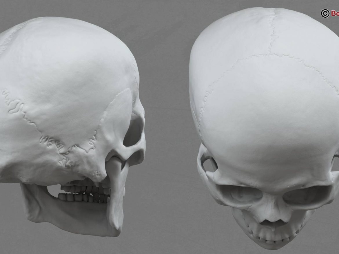 human skull 3d model 213758