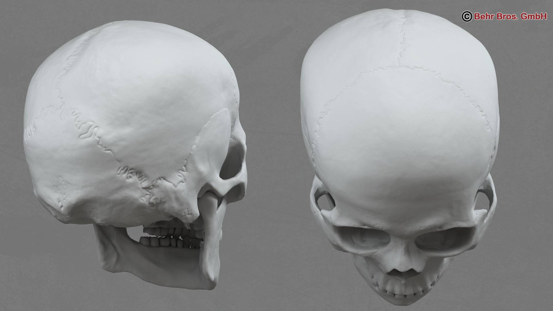 Human Skull 3d Model 3d Model Flatpyramid