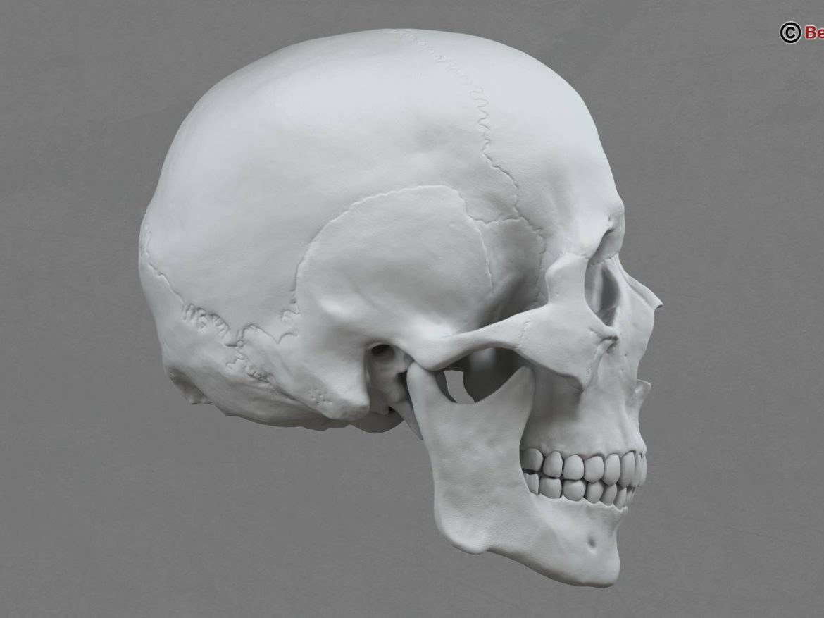 human skull 3d model 213759