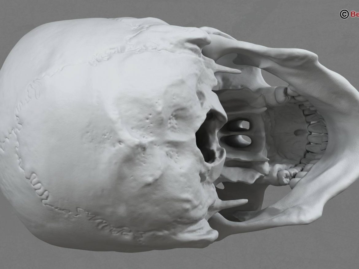 human skull 3d model 213760