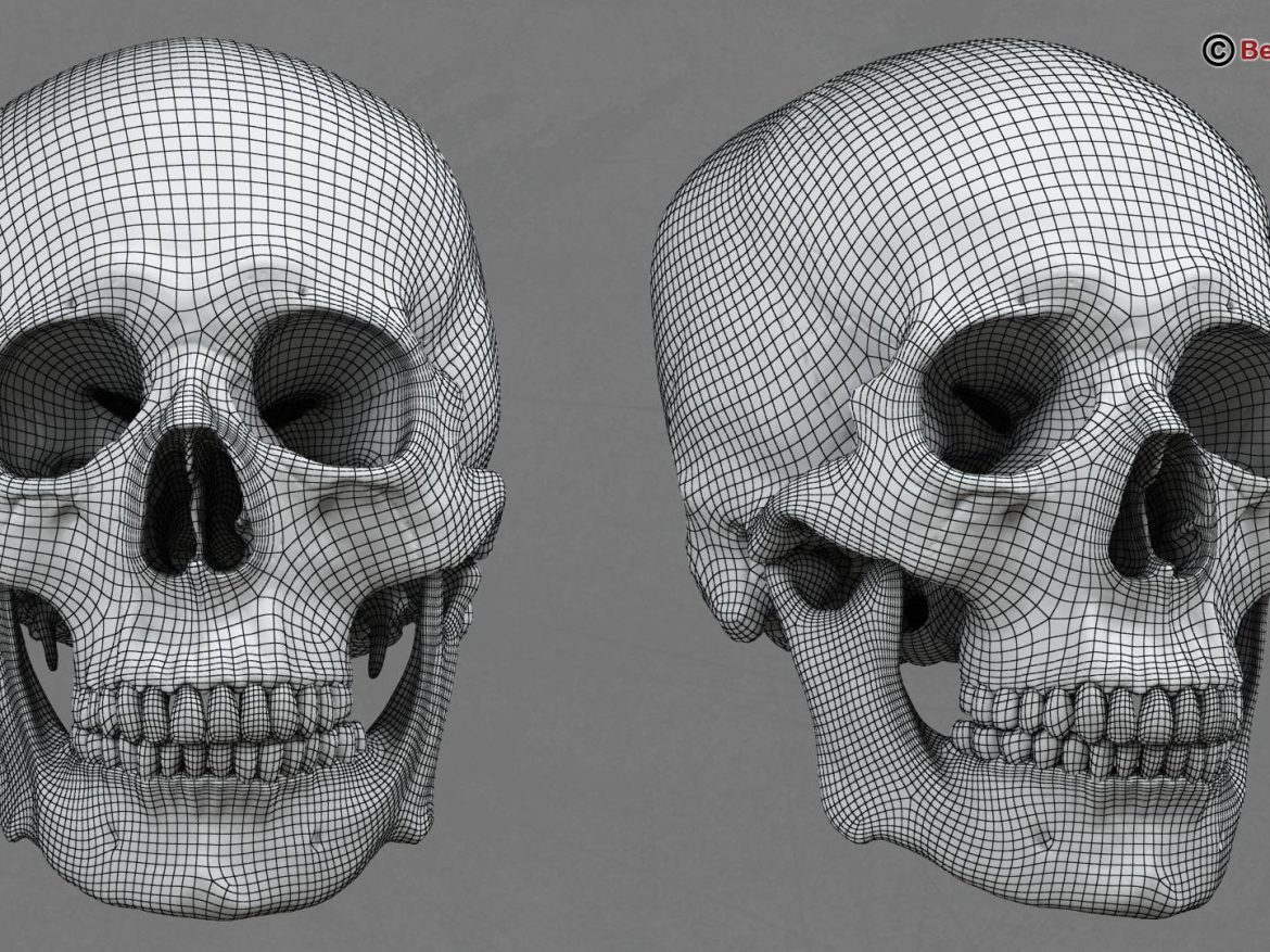 human skull 3d model 213761