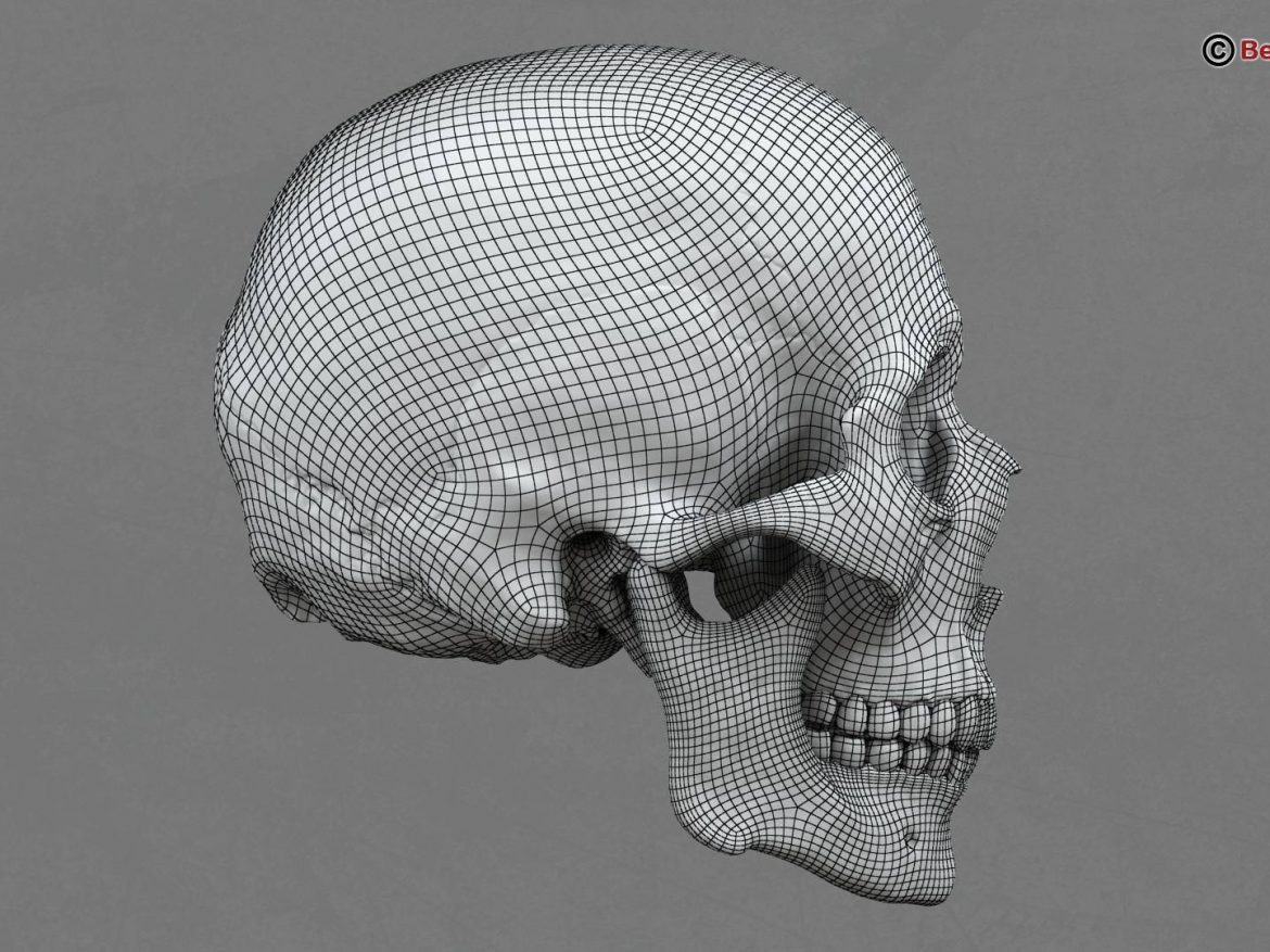 human skull 3d model 213762