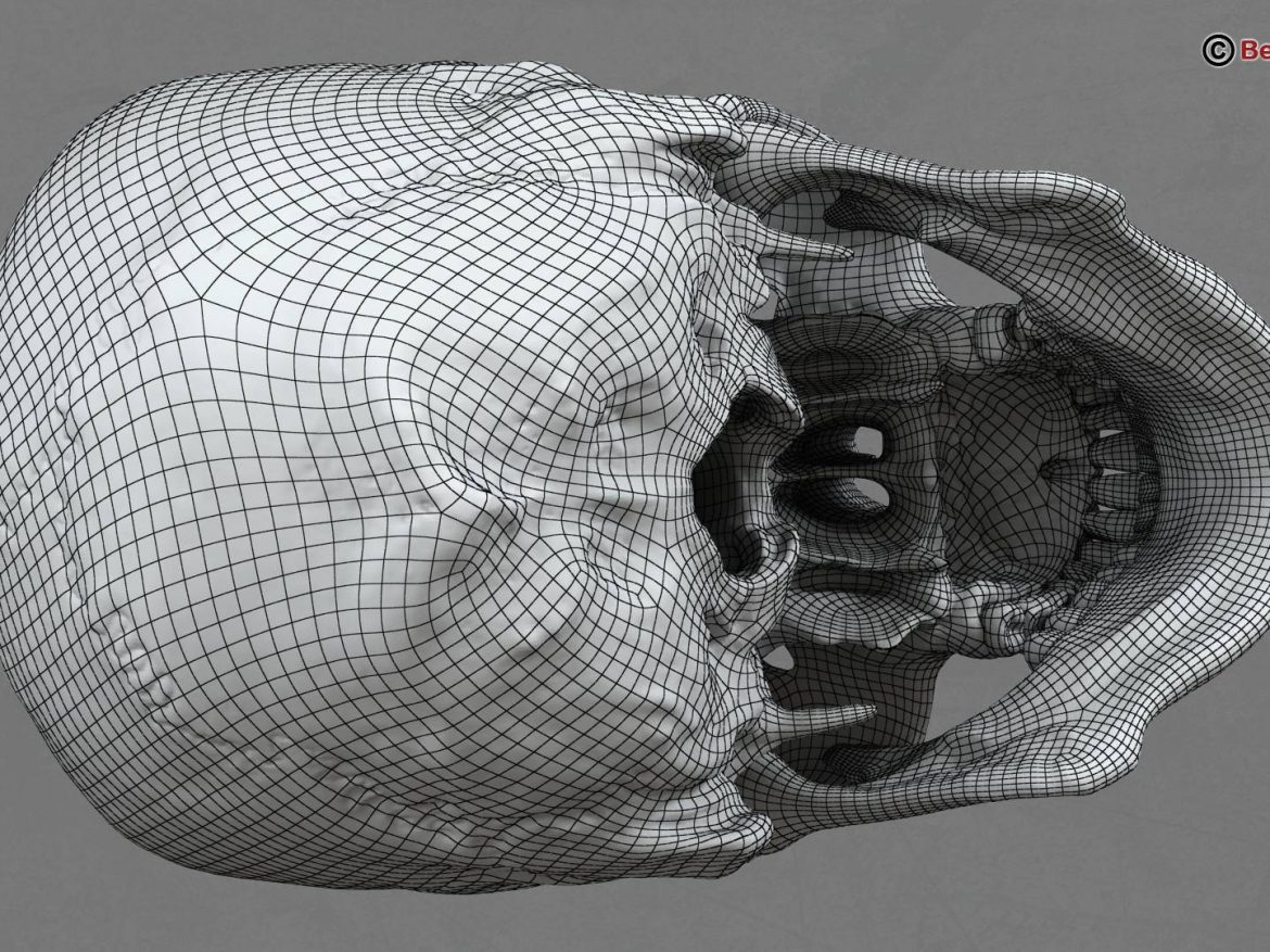 human skull 3d model 213763