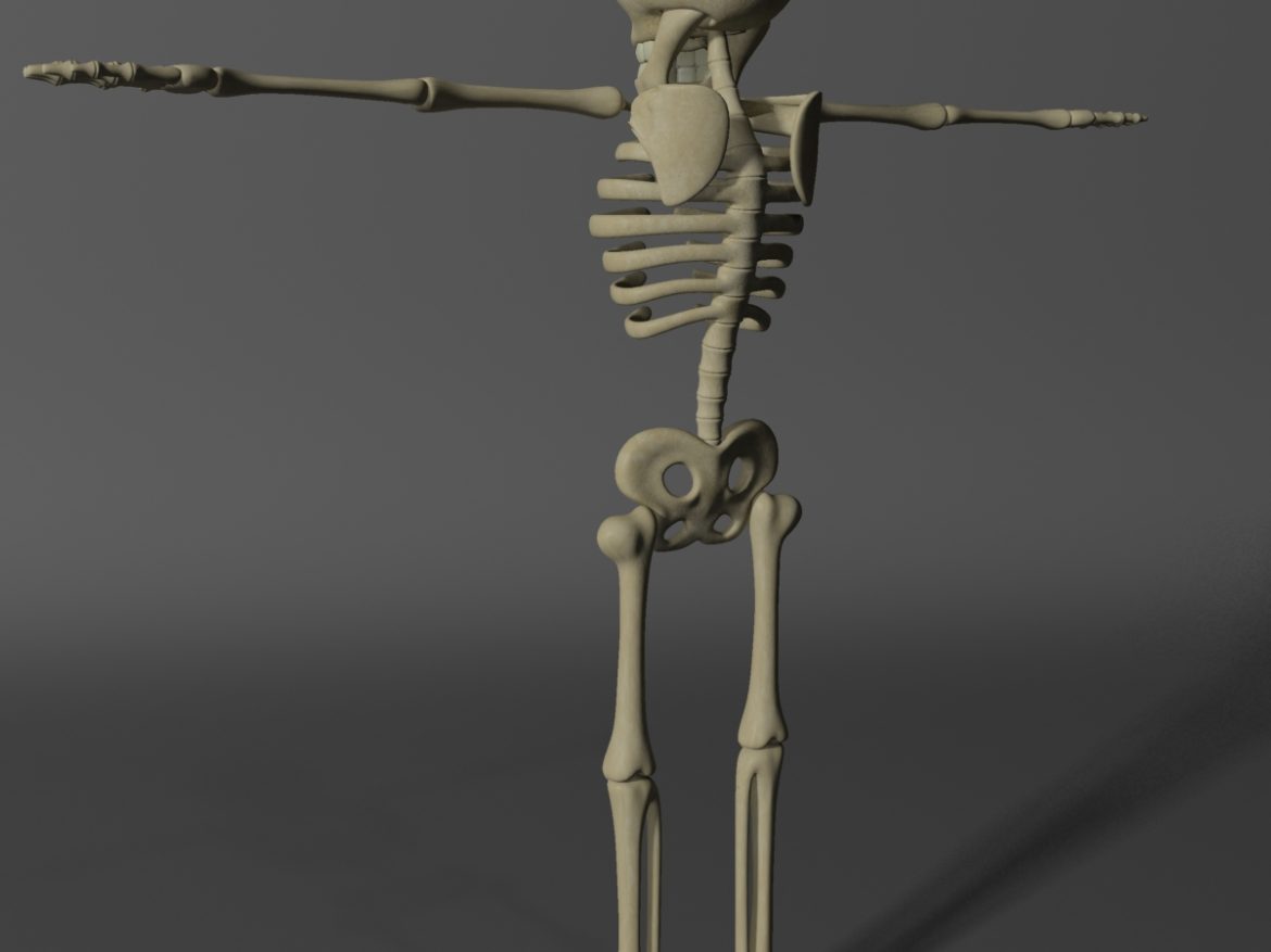 cartoon skeleton rigged 3d model 3ds max fbx obj 215123