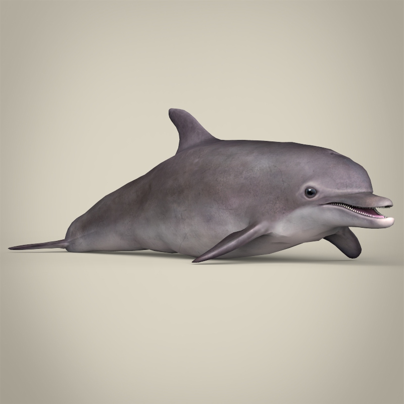 dolphins 3d model