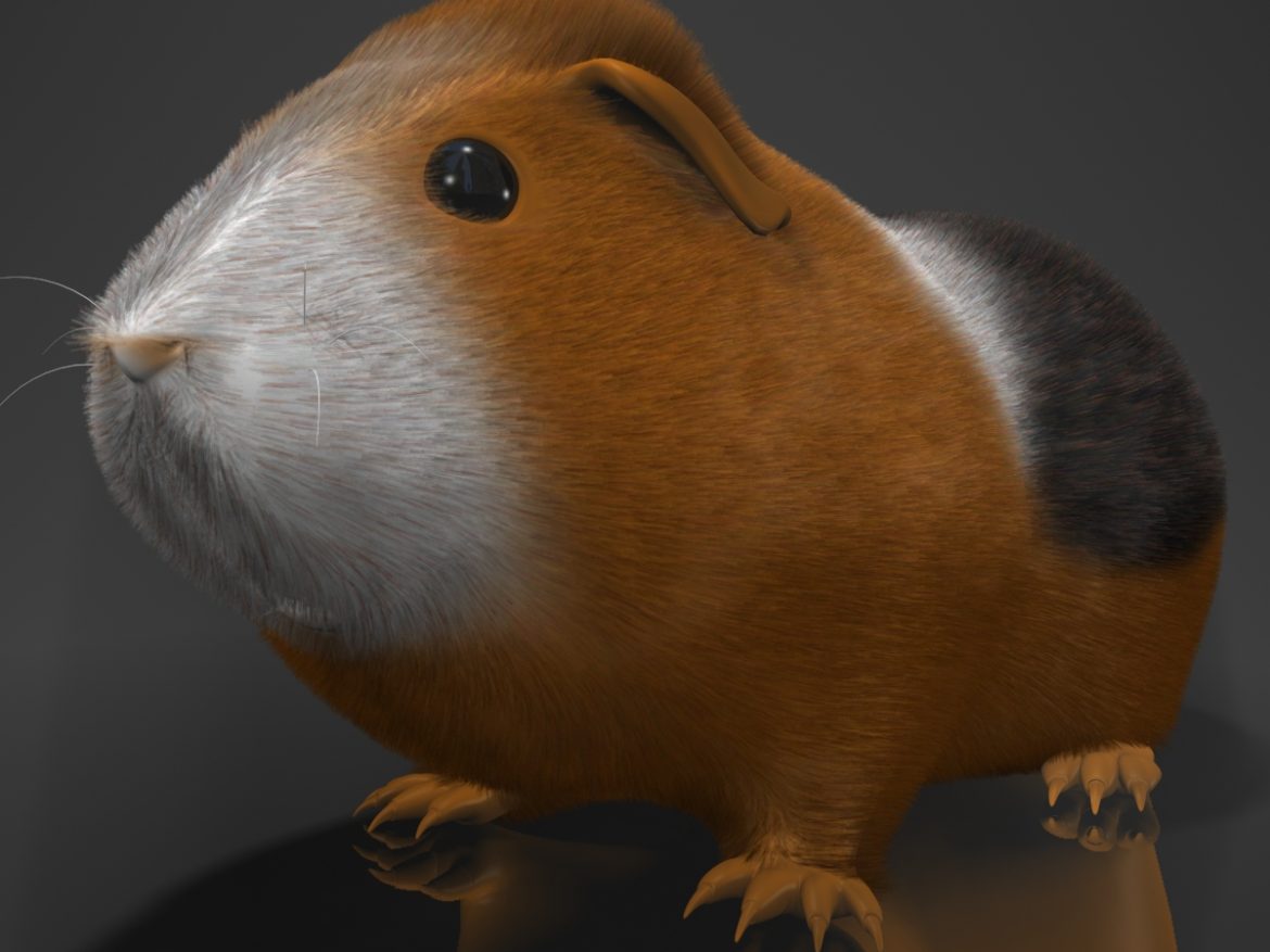 guinea pig (cavia porcellus) rigged 3d model 3ds max fbx  obj 217061