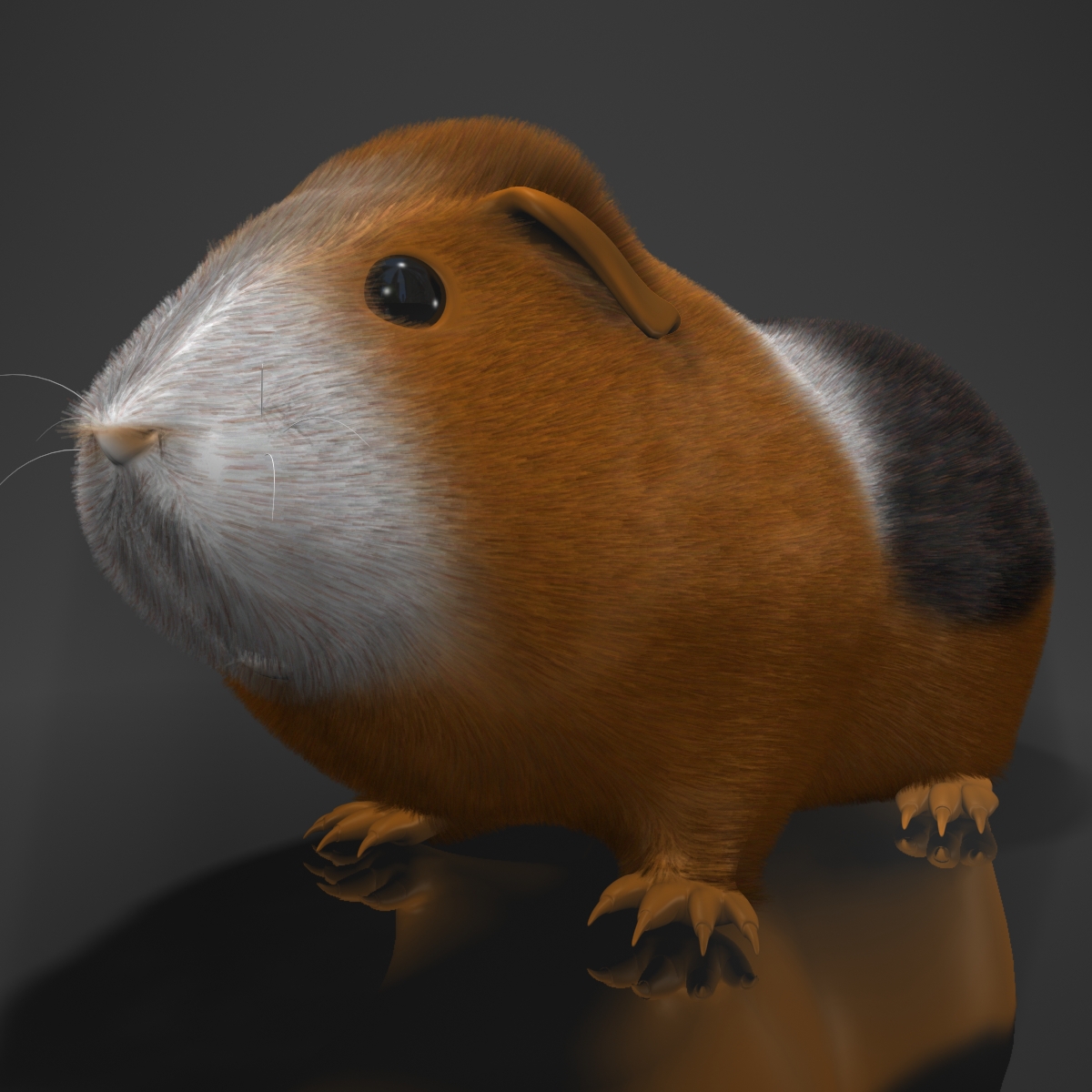 Guinea pig (Cavia porcellus) Rigged 3D Model Buy Guinea