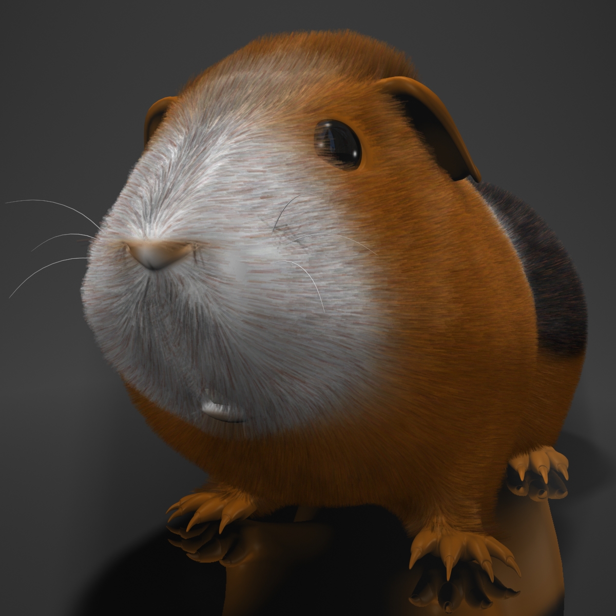 Guinea pig (Cavia porcellus) Rigged 3D Model Buy Guinea