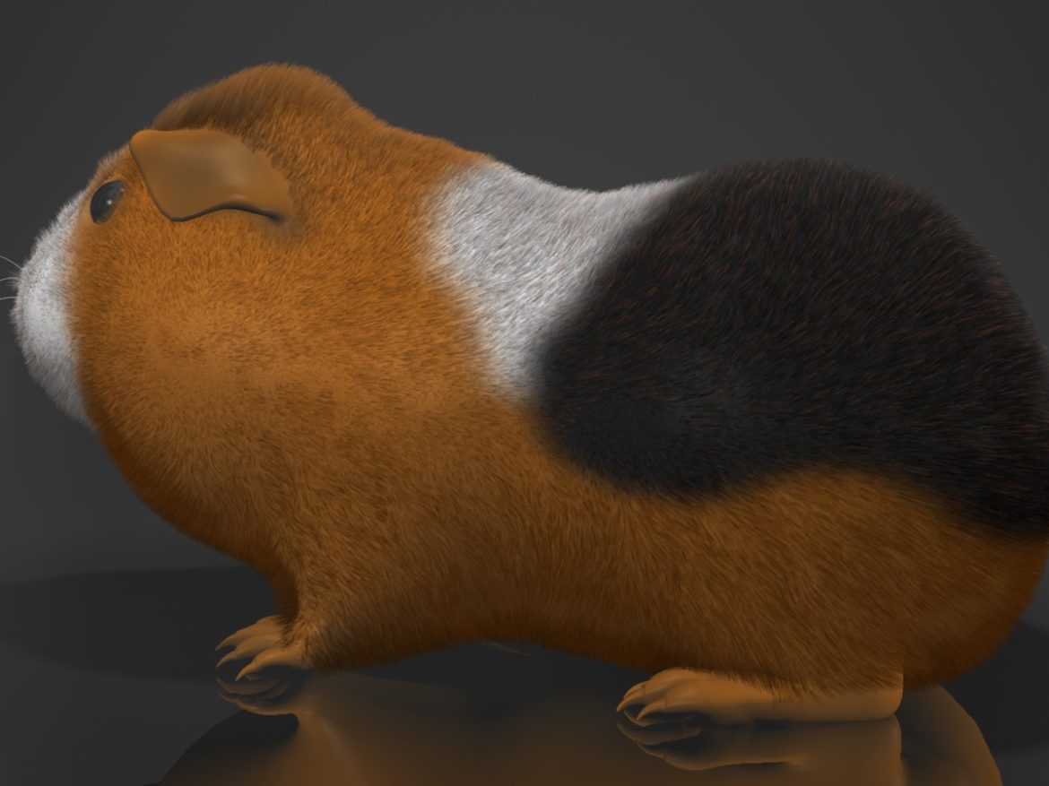 guinea pig (cavia porcellus) rigged 3d model 3ds max fbx  obj 217064