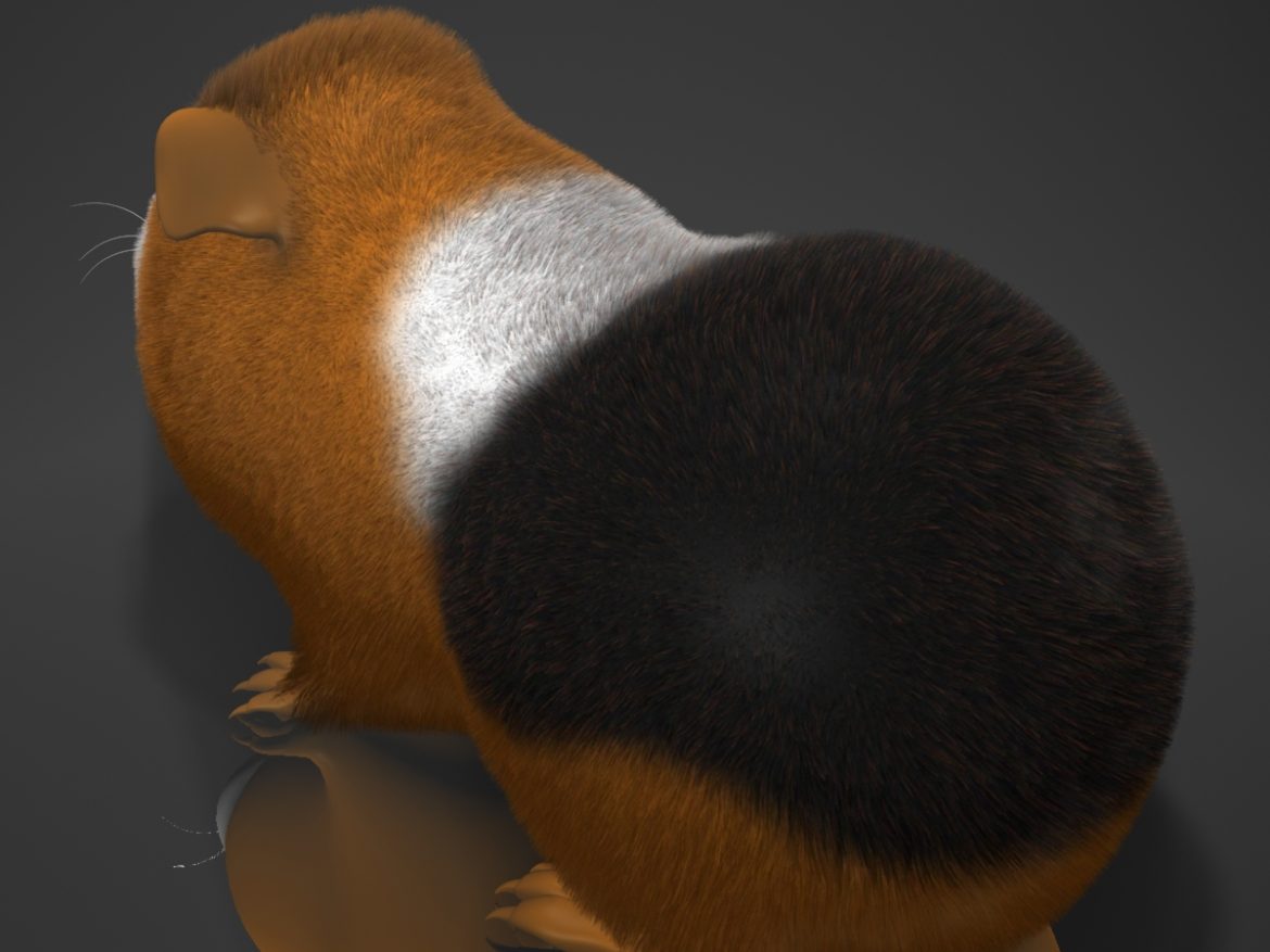 guinea pig (cavia porcellus) rigged 3d model 3ds max fbx  obj 217065
