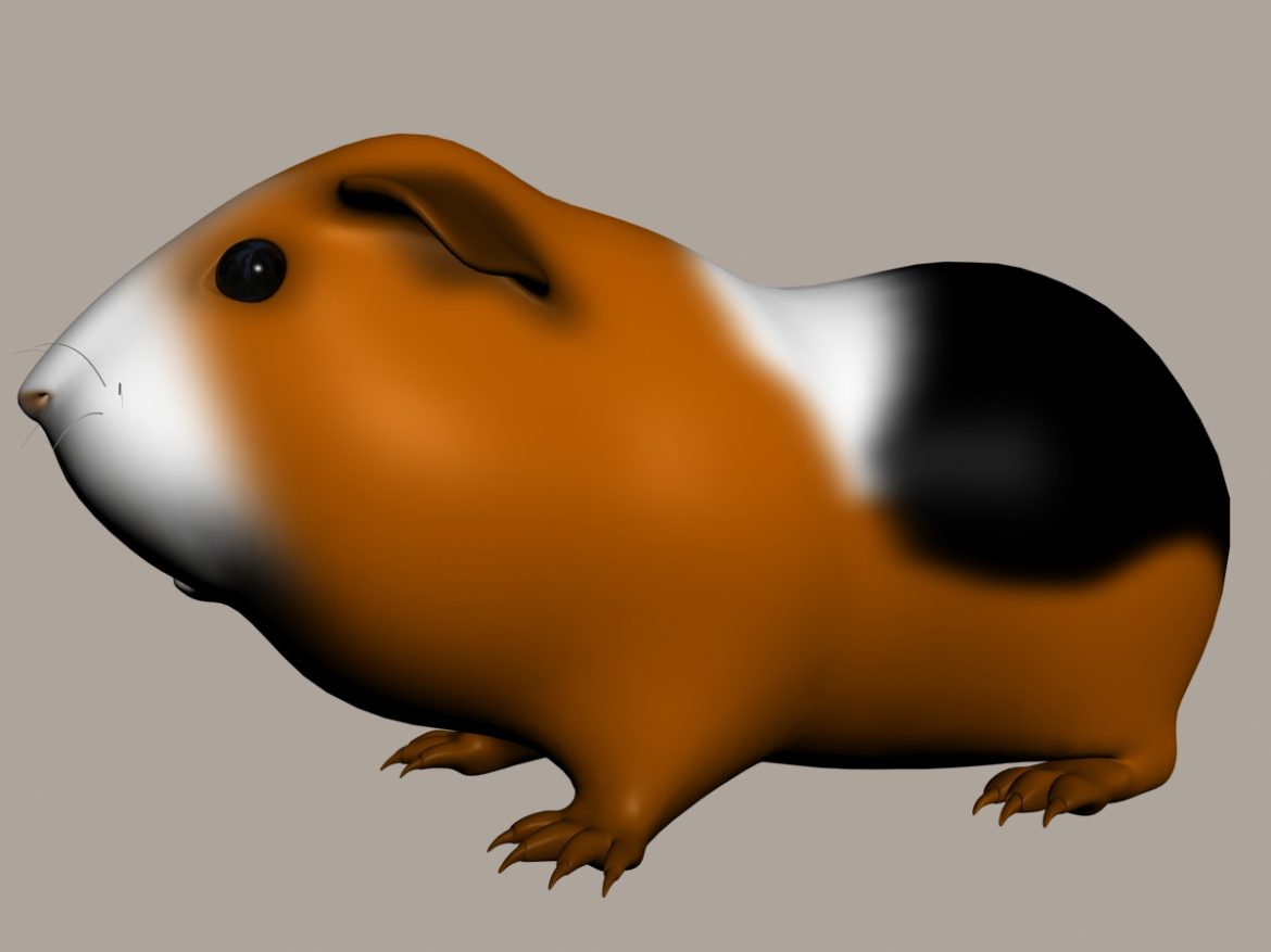guinea pig (cavia porcellus) rigged 3d model 3ds max fbx  obj 217069