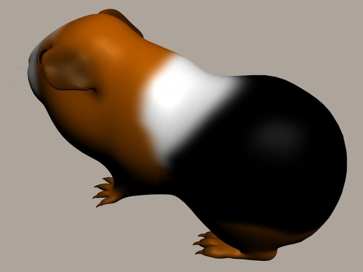 guinea pig (cavia porcellus) rigged 3d model 3ds max fbx  obj 217070