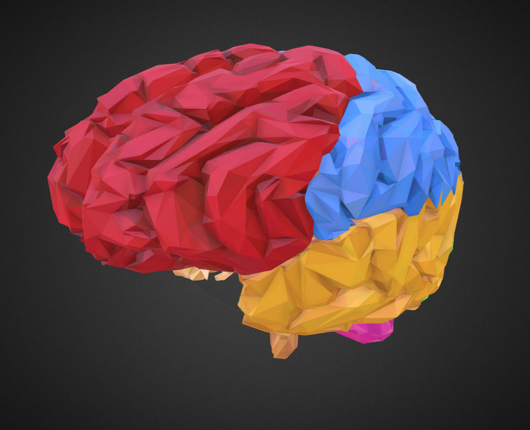 low polygon art medical brain color 3d model 3ds 270554