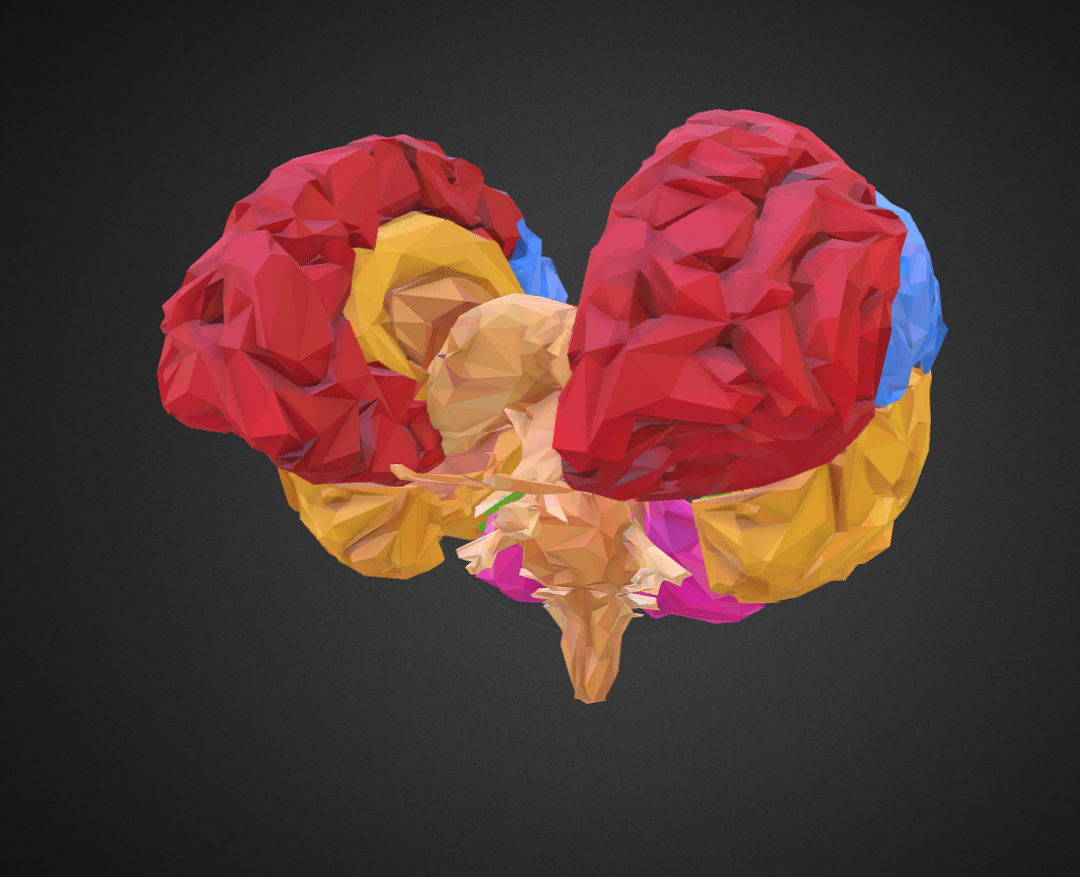 low polygon art medical brain color 3d model 3ds 270555