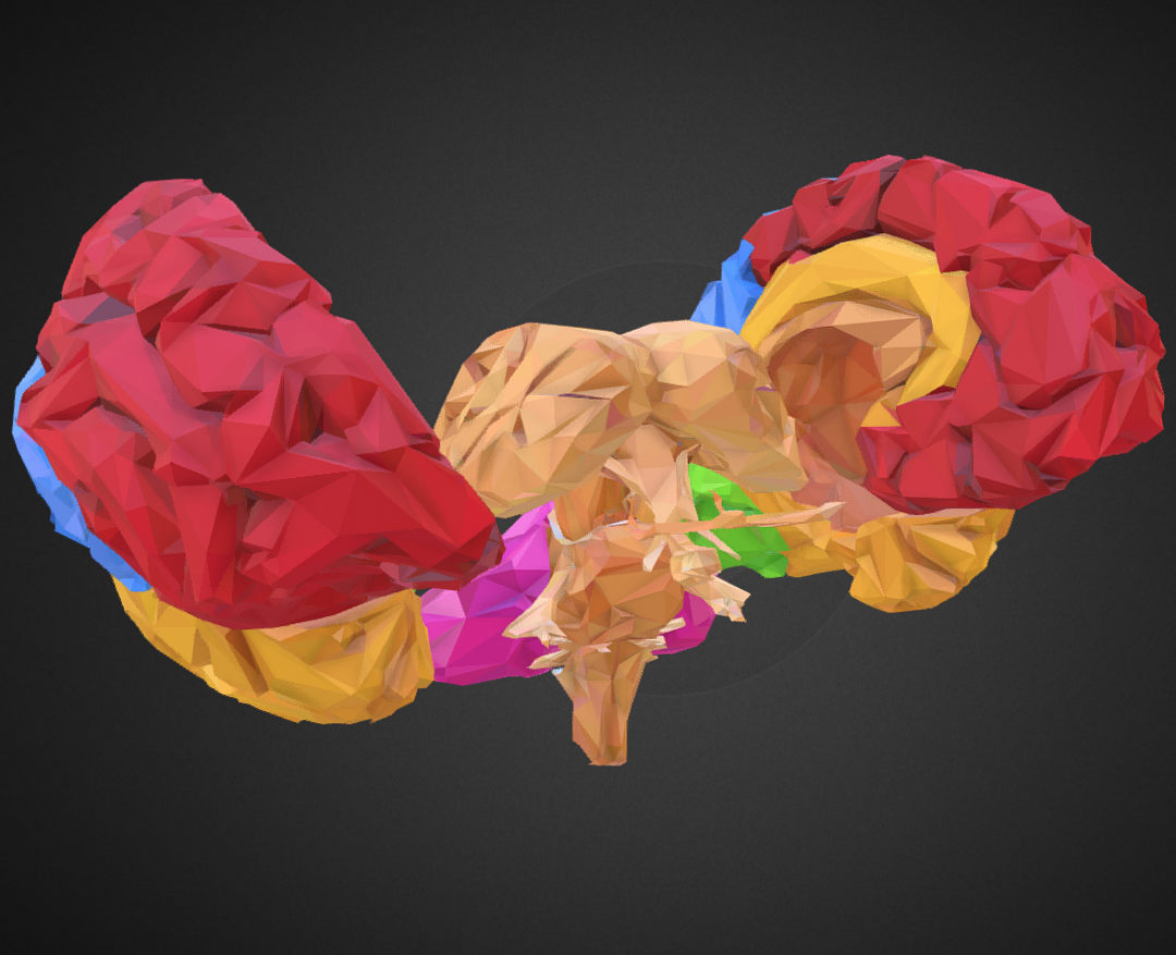 low polygon art medical brain color 3d model 3ds 270557