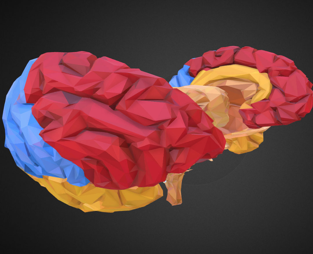 low polygon art medical brain color 3d model 3ds 270558