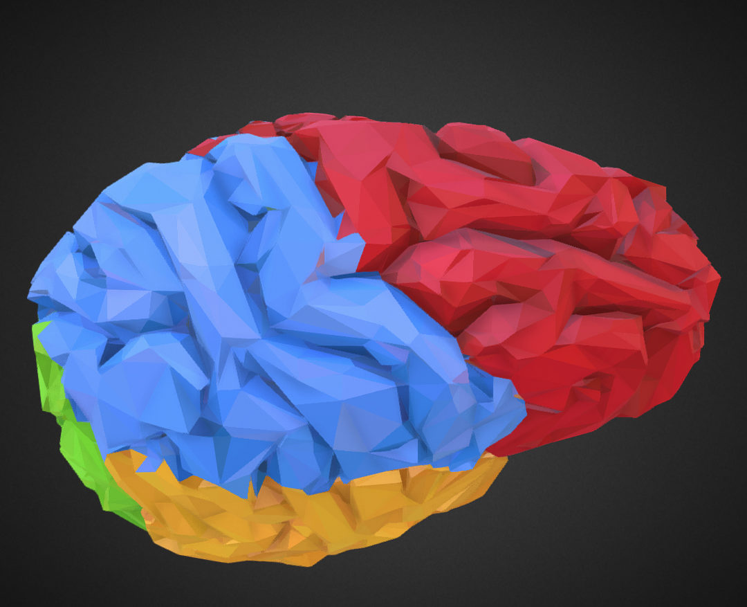 low polygon art medical brain color 3d model 3ds 270559