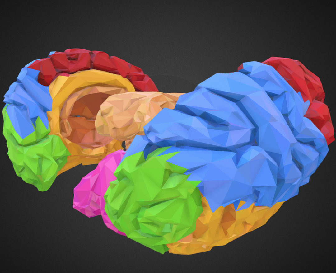 low polygon art medical brain color 3d model 3ds 270560