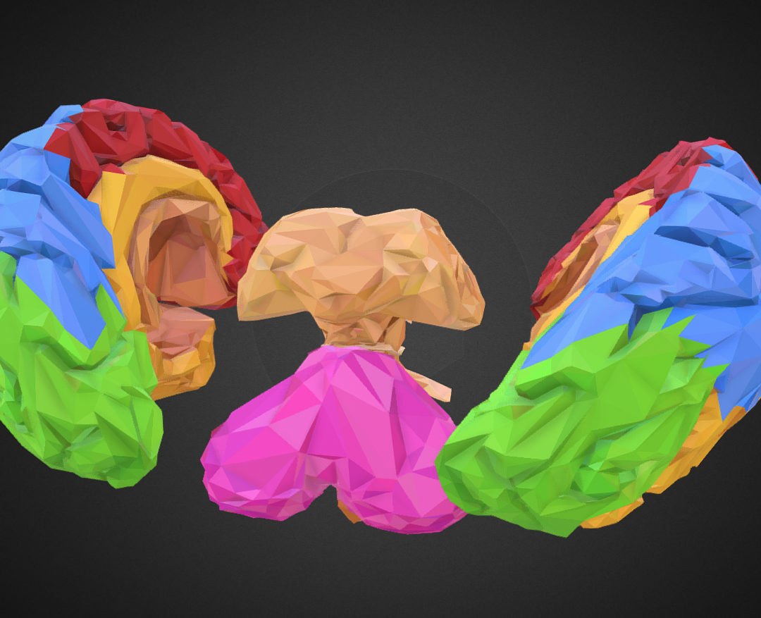 low polygon art medical brain color 3d model 3ds 270561