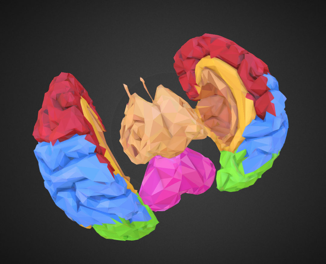 low polygon art medical brain color 3d model 3ds 270562