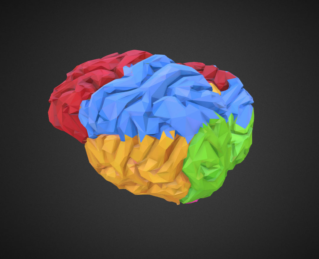 low polygon art medical brain color 3d model 3ds 270563