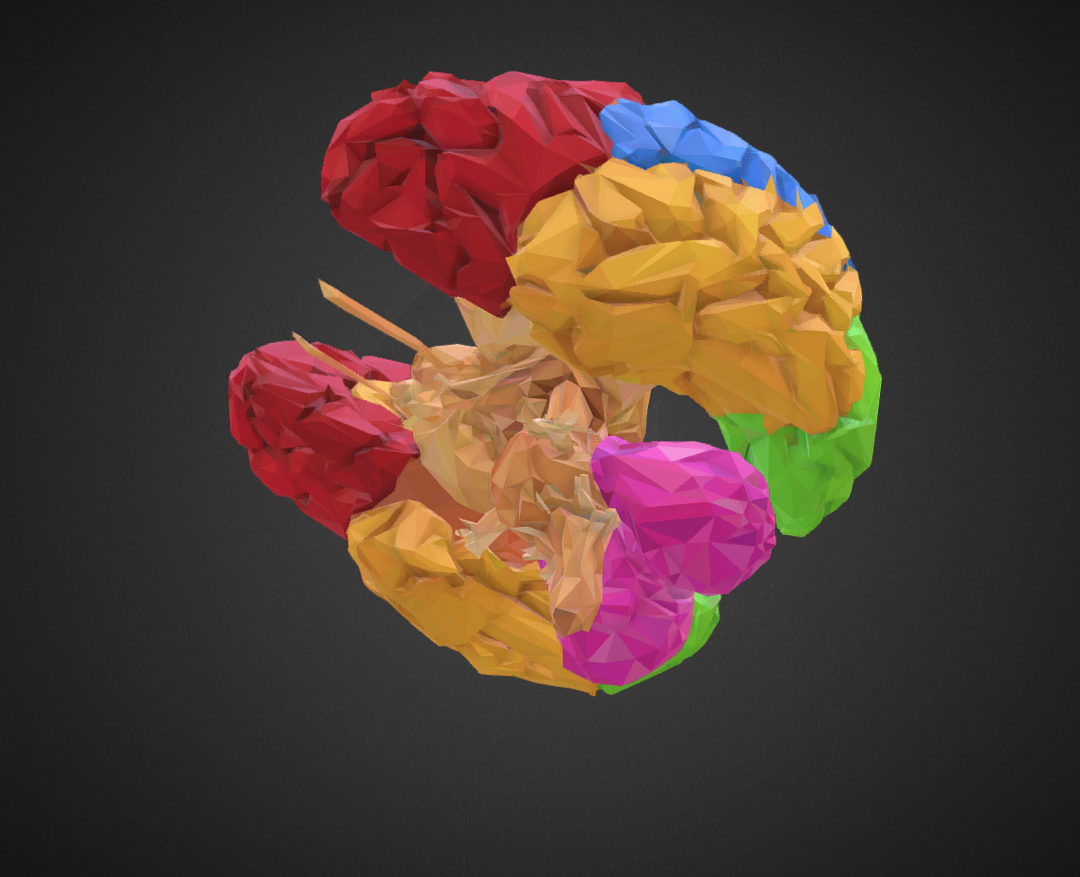 low polygon art medical brain color 3d model 3ds 270564