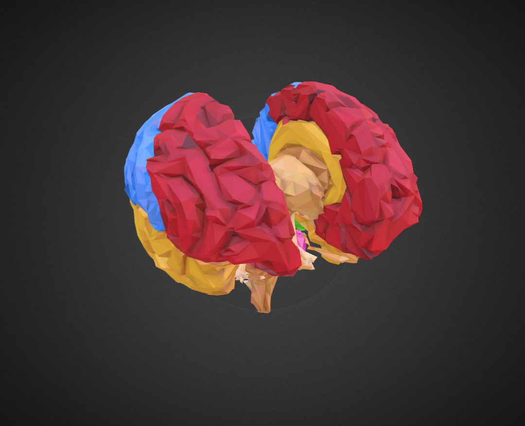 low polygon art medical brain color 3d model 3ds 270565