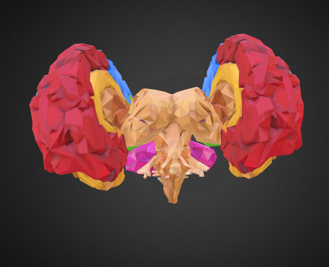 low polygon art medical brain color 3d model 3ds 270566