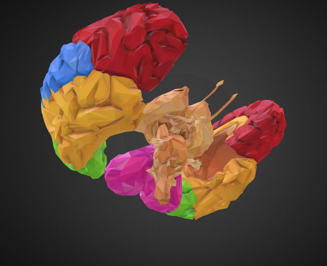low polygon art medical brain color 3d model 3ds 270568