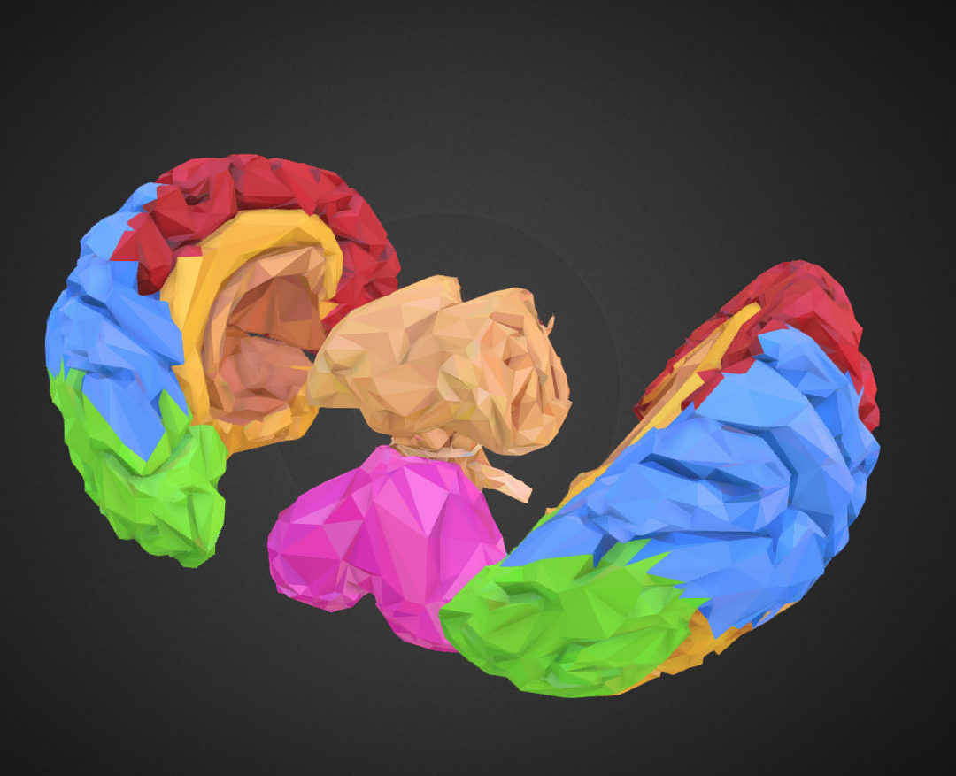 low polygon art medical brain color 3d model 3ds 270569