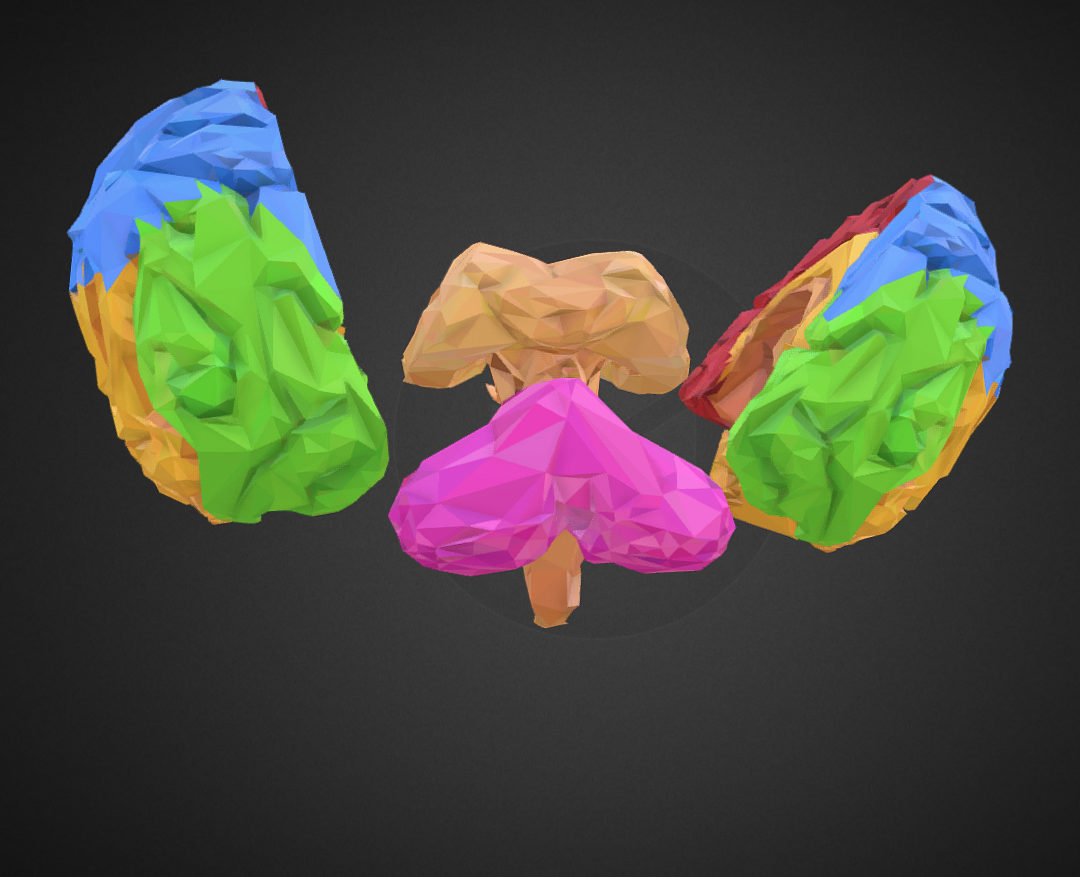 low polygon art medical brain color 3d model 3ds 270570