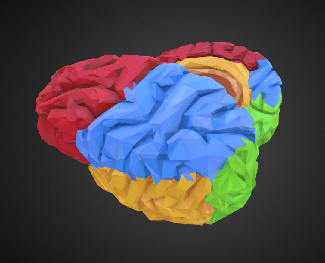 low polygon art medical brain color 3d model 3ds 270571