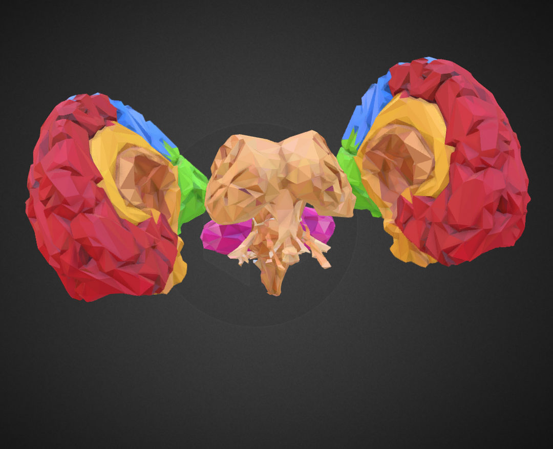 low polygon art medical brain color 3d model 3ds 270572