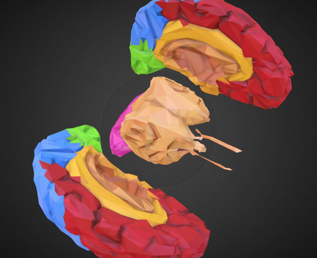 low polygon art medical brain color 3d model 3ds 270573